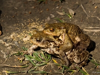 12 03  Crapaud commun  0002 : Etang Bressonne Crapaud