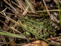 14 03  Grenouille verte 0001