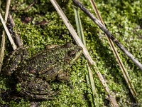 14 03  Grenouille verte 0002