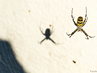 15 09  Argiope fasciée 0001