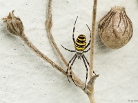 15 09  Argiope fasciée 0003