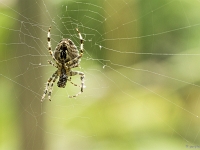 15 09  Argiope fasciée 0005