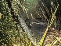 15 09  Argiope fasciée 0006