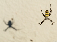 15 09  Argiope fasciée 0008