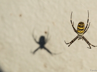 15 09  Argiope fasciée 0010