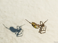 15 09  Argiope fasciée 0012