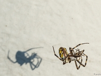 15 09  Argiope fasciée 0013