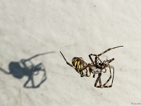 15 09  Argiope fasciée 0014