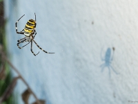 Araignées