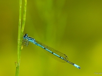 Insectes