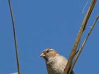 14 06  Moineau  0001