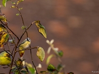 14 09  Mésange bleue 0001