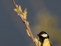 16 04  Mésange charbonnière 0001