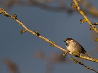 16 04  Moineau 0001