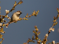 16 04  Moineau 0002