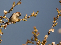 16 04  Moineau 0003