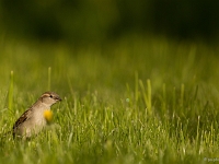 16 04  Moineau 0004