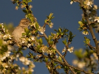 16 04  Moineau 0006
