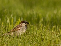 16 04  Moineau 0007