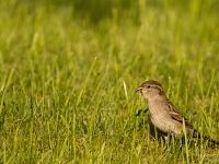 16 04  Moineau 0008