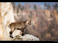 Bouquetin 11
