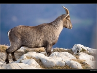 Bouquetin 12