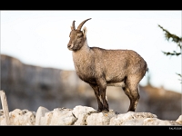 Bouquetin 13