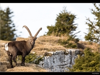 Bouquetin 14
