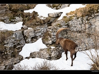 Bouquetin 4