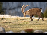 Bouquetin 7