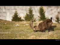 Bouquetin 8