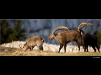 Bouquetin trio 1