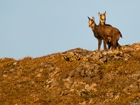 15 10  Chamois 0002