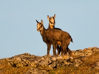 Chamois