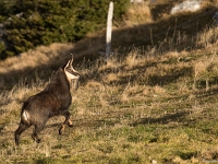 15 11  Chamois 0002