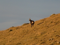 15 11  Chamois 0016