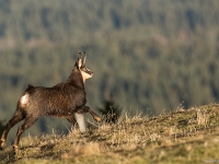 15 11  Chamois 0020