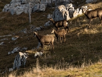 15 11  Chamois 0025