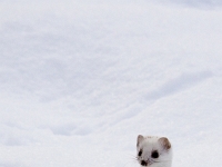 12 12  Hermine  0002 : Hermine