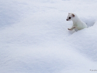 12 12  Hermine  0003 : Hermine