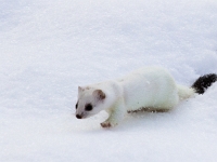 12 12  Hermine  0004 : Hermine