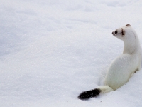 12 12  Hermine  0005 : Hermine