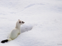 12 12  Hermine  0006 : Hermine