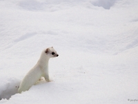 12 12  Hermine  0007 : Hermine