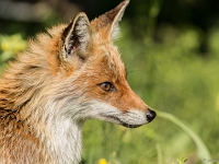15 06  Renard 0001