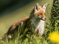 15 06  Renard 0002