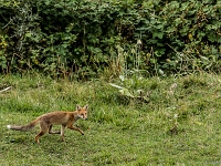 15 07  Renard 0002