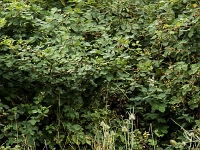 15 07  Renard 0003