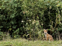 15 07  Renard 0004