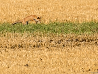 Renards